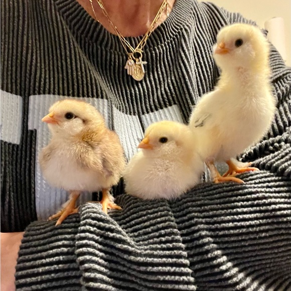 Meet your Posher - Picture 3 of 12